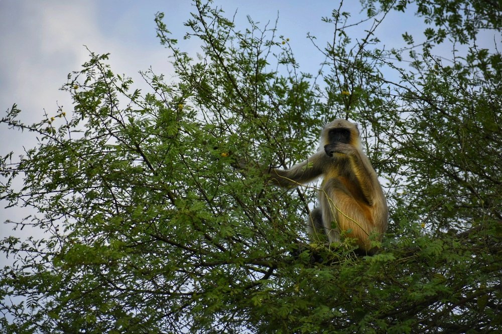 Monkey_candid cum Portrait