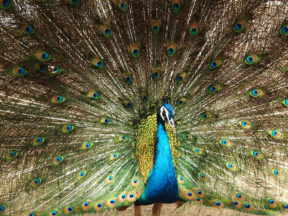 Photograph by Abdolreza Aleagha