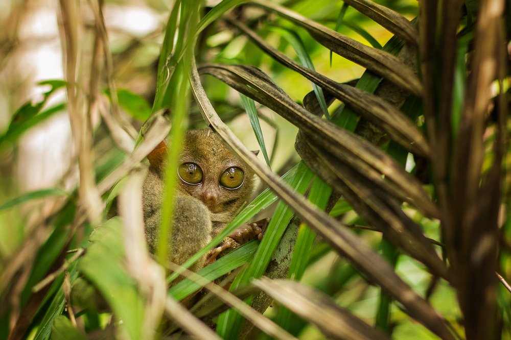 Филиппинский долгопят