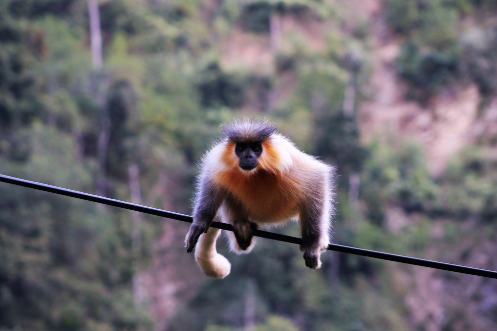 Photograph by Deo Kumar Gurung Gurung