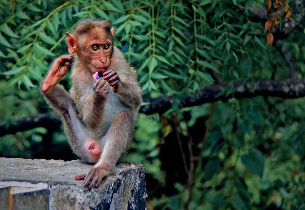 Photograph by Shibram Nag