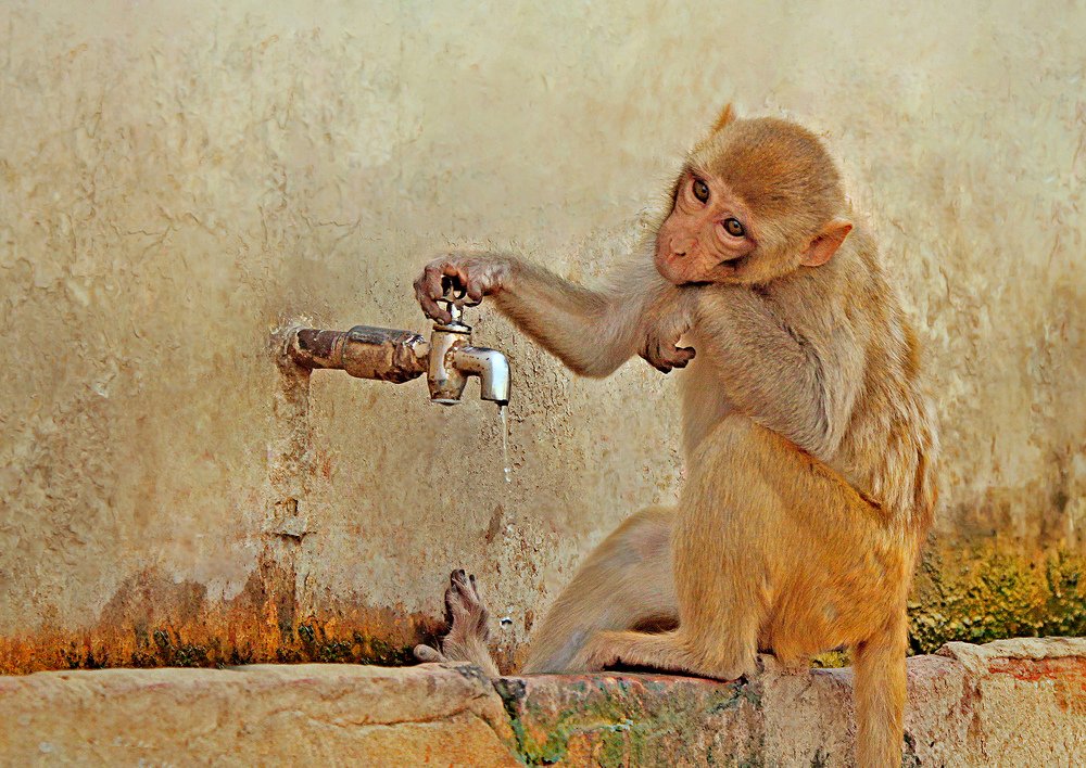 Photograph by Shibram Nag