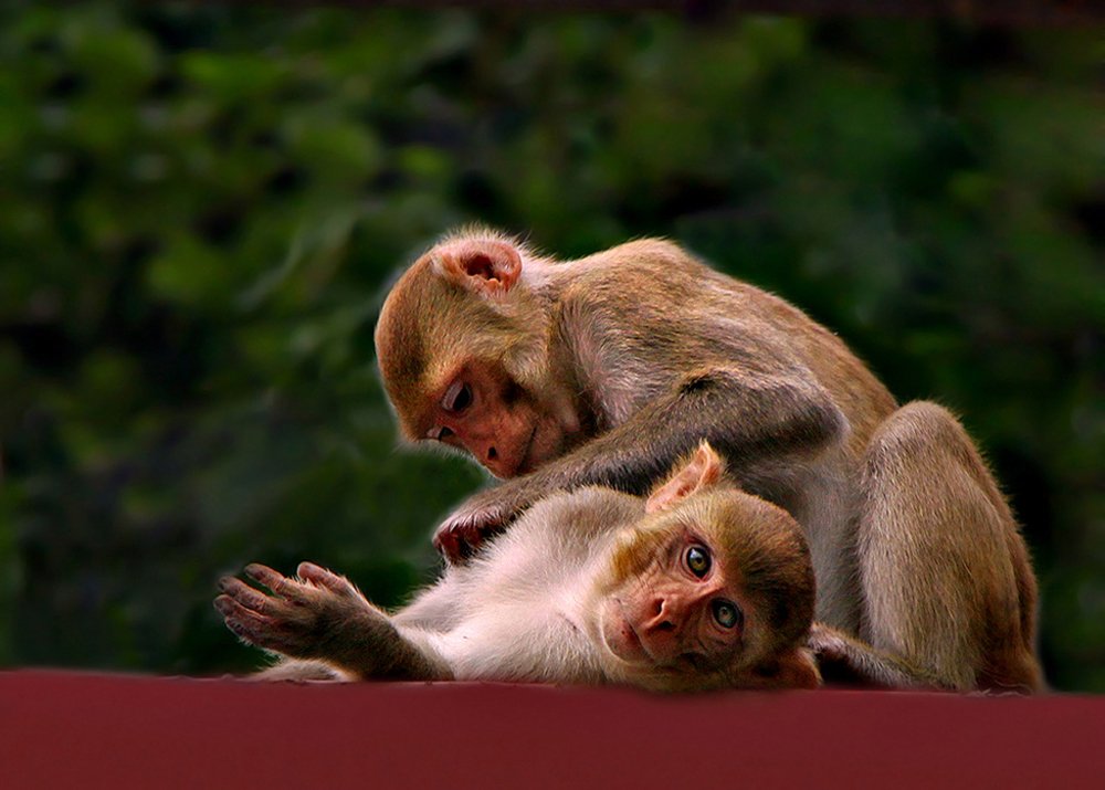 Photograph by Shibram Nag