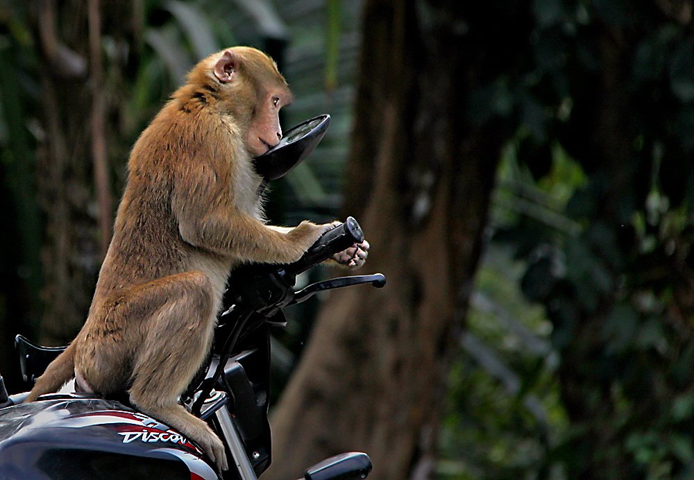 Photograph by Shibram Nag