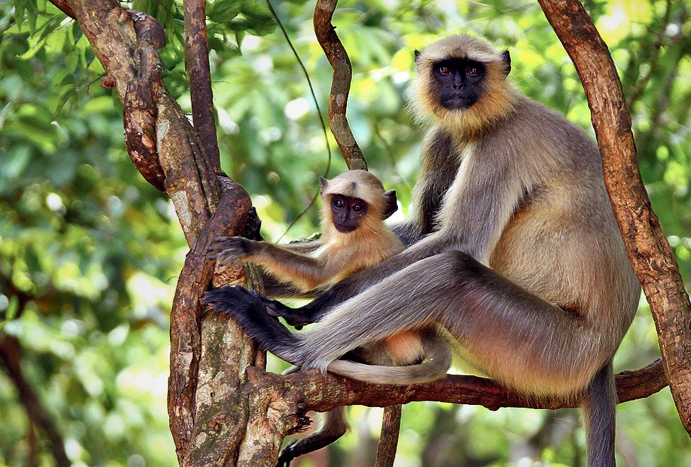 Photograph by Shibram Nag