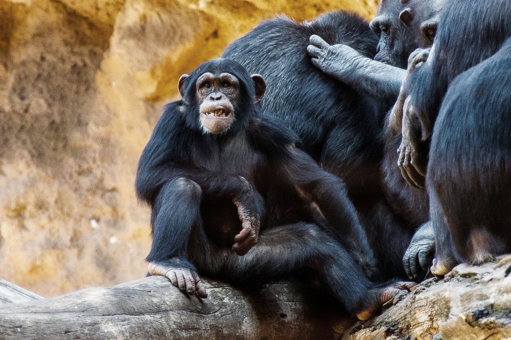 Фотография автора Гудкова Светлана