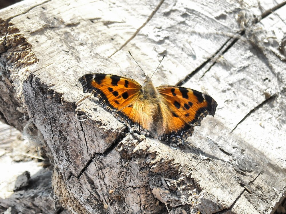 Photograph by Алексей