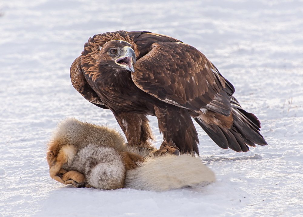 Беркут поймал добычу.