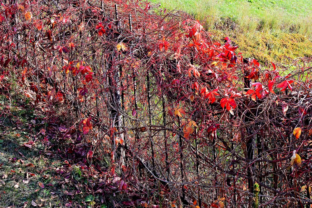 Photograph by Alexey Smal