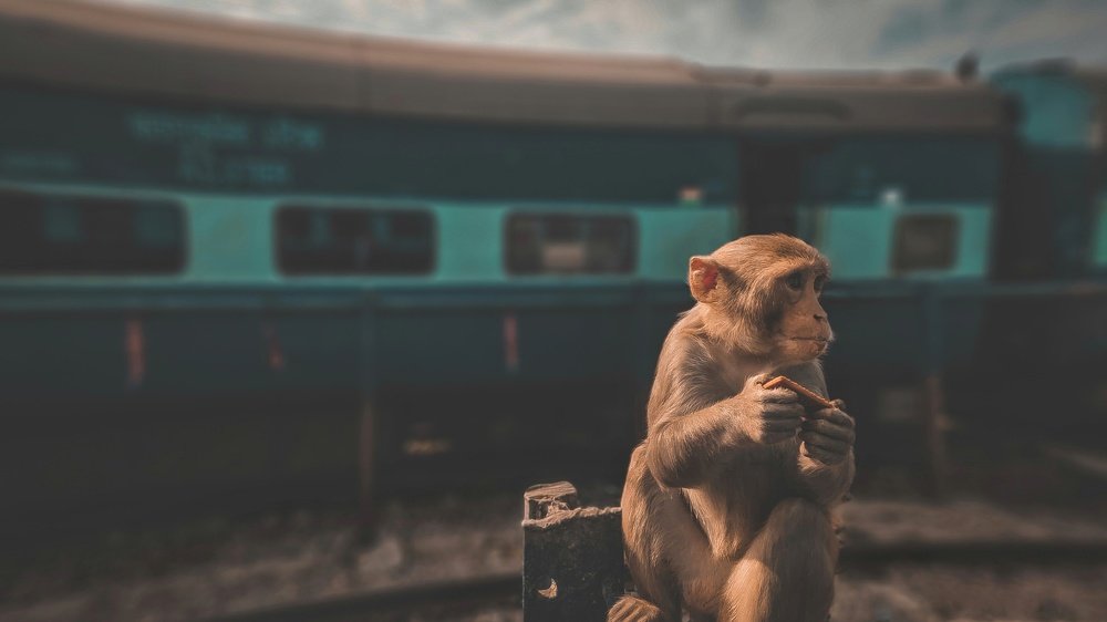 Photograph by Saikat Das