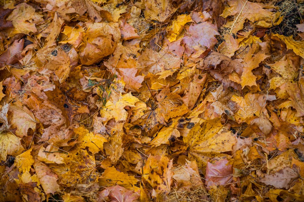 Photograph by Александр Лапшин