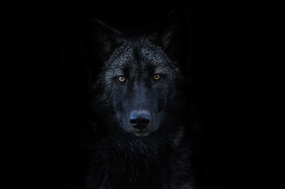 Photograph by Goutham Ganesh