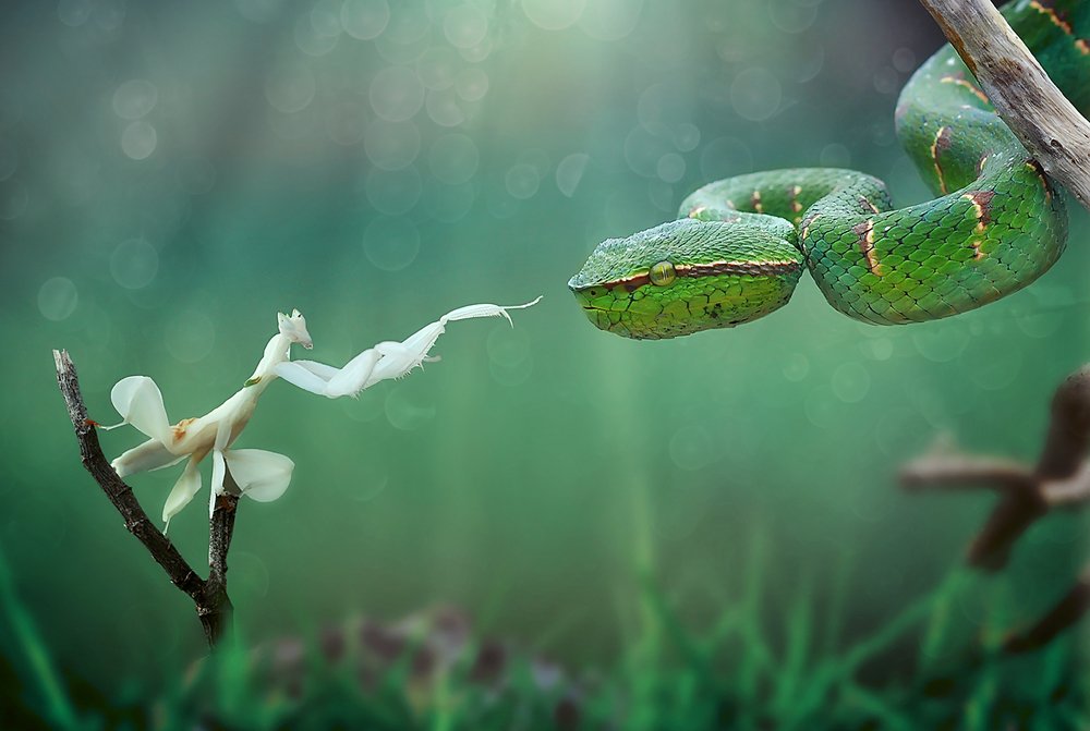 Photograph by Yan Hidayat