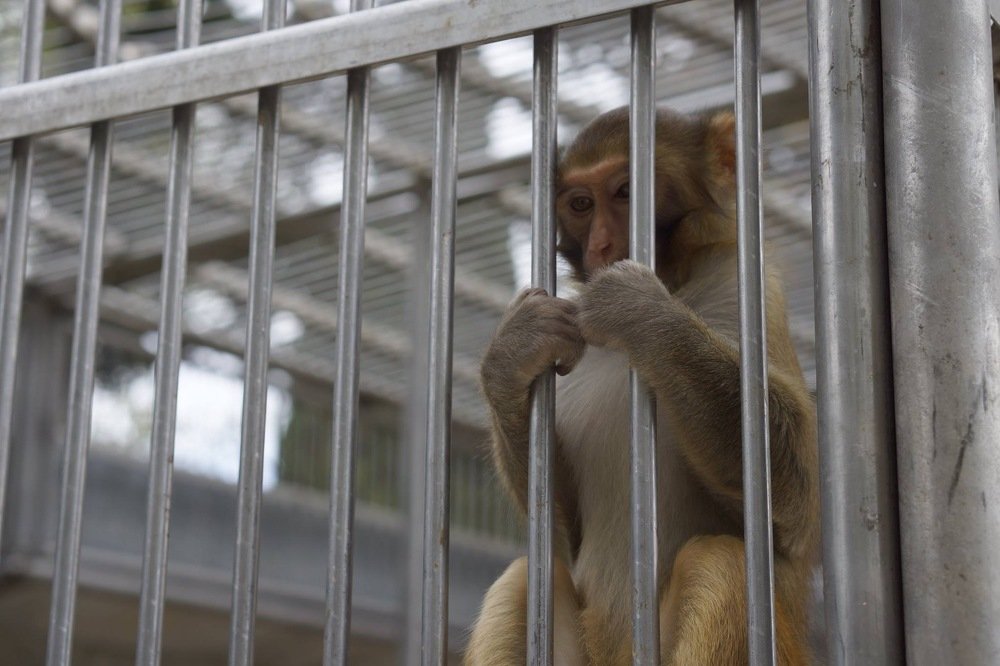 Photograph by Эльза Чанба