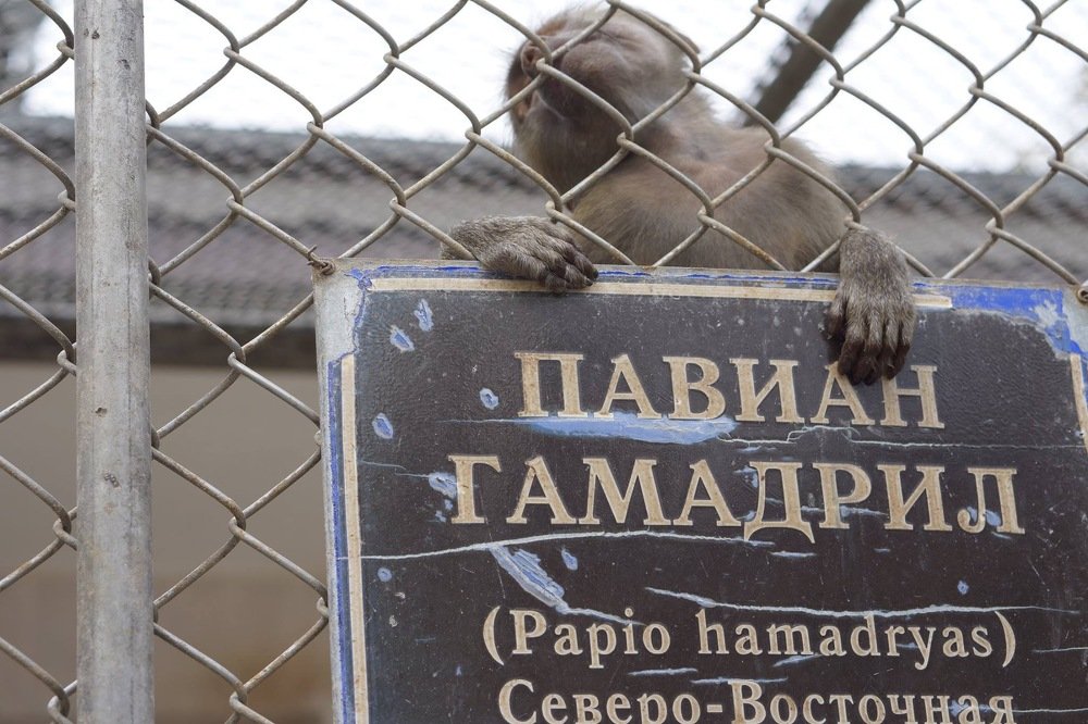 Photograph by Эльза Чанба