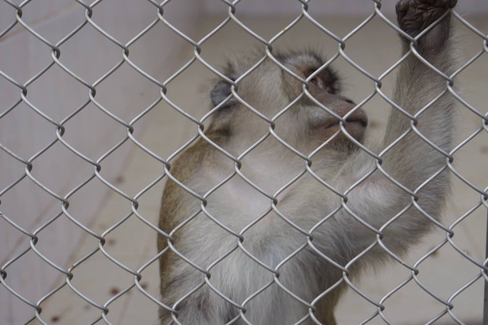 Photograph by Эльза Чанба