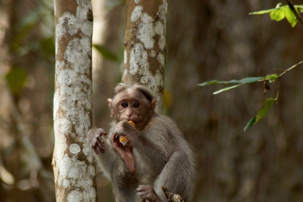 Photograph by Ambewadikar sourabh