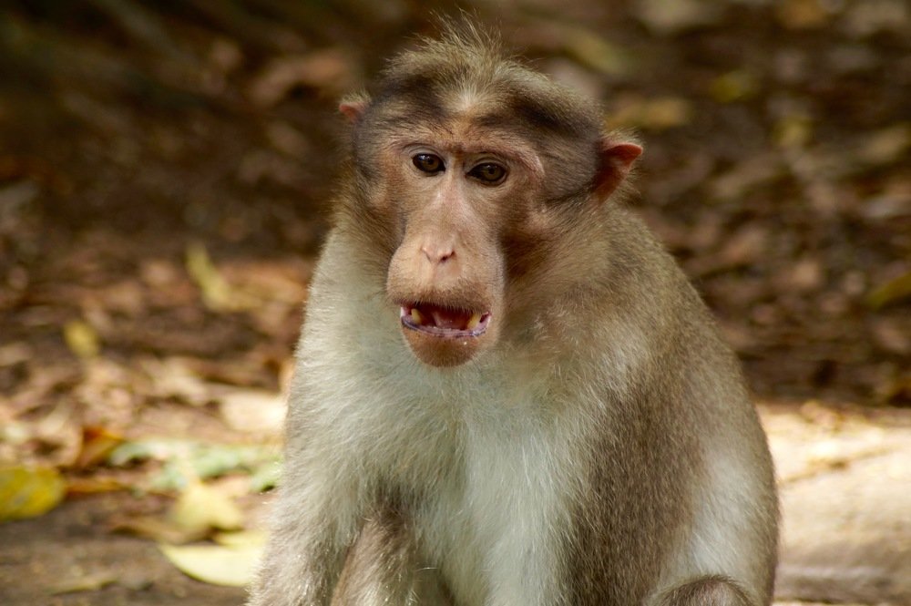 Photograph by Ambewadikar sourabh