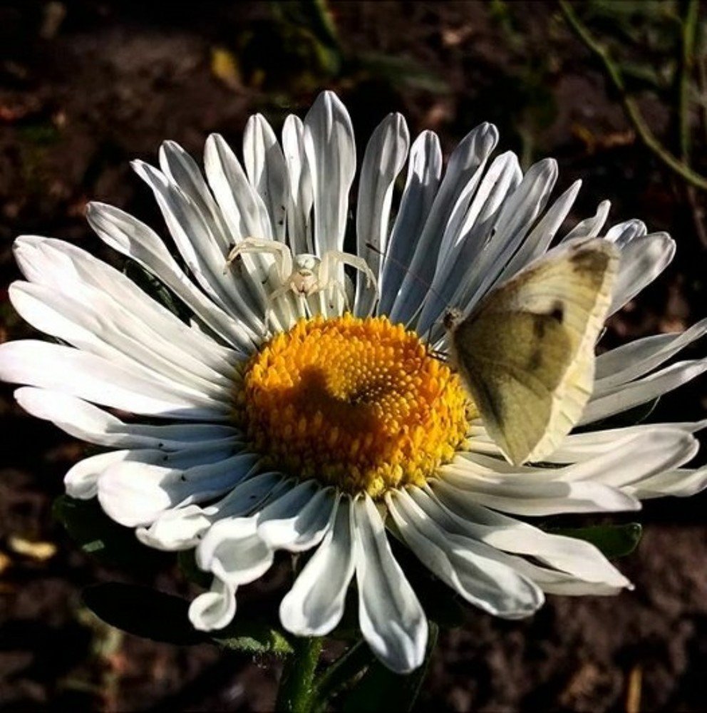 Photograph by Ольга Стариченко