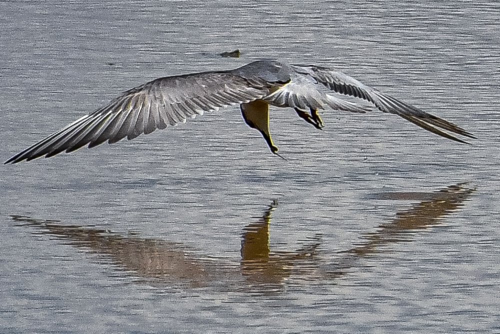 Photograph by Lim Or