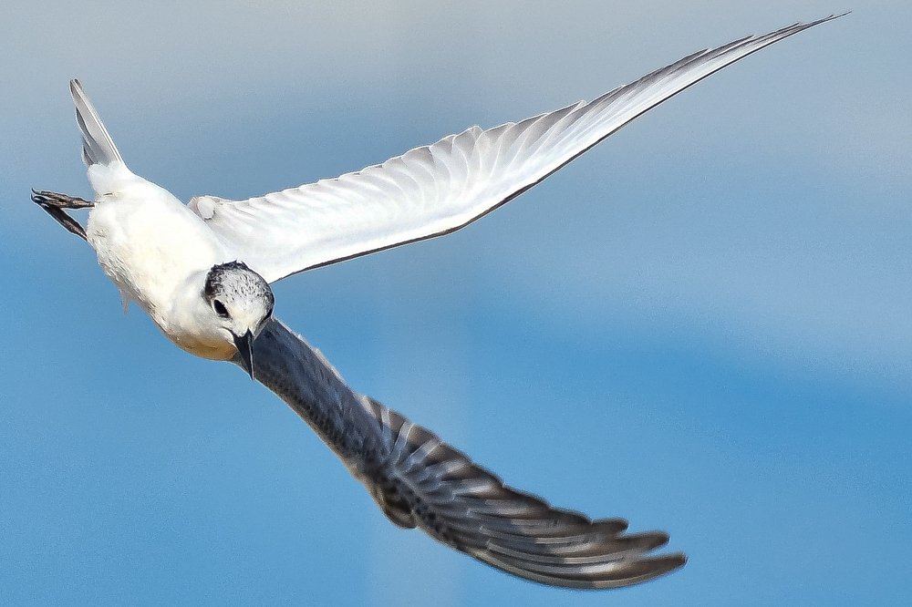 Photograph by Lim Or