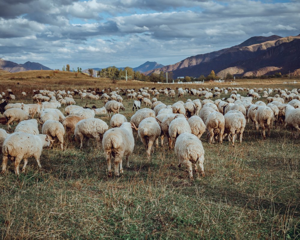 Фотография автора Tony Ivanz
