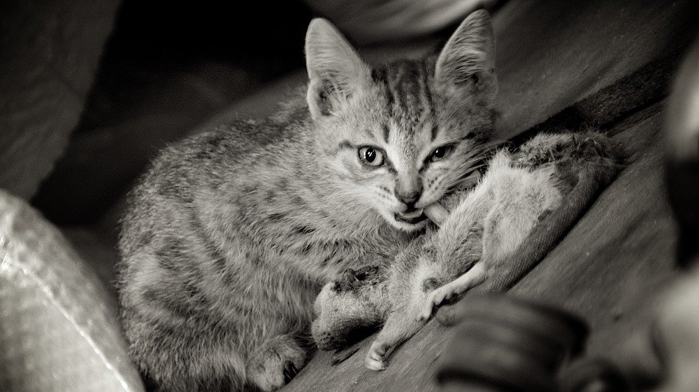 Photograph by cartoon62