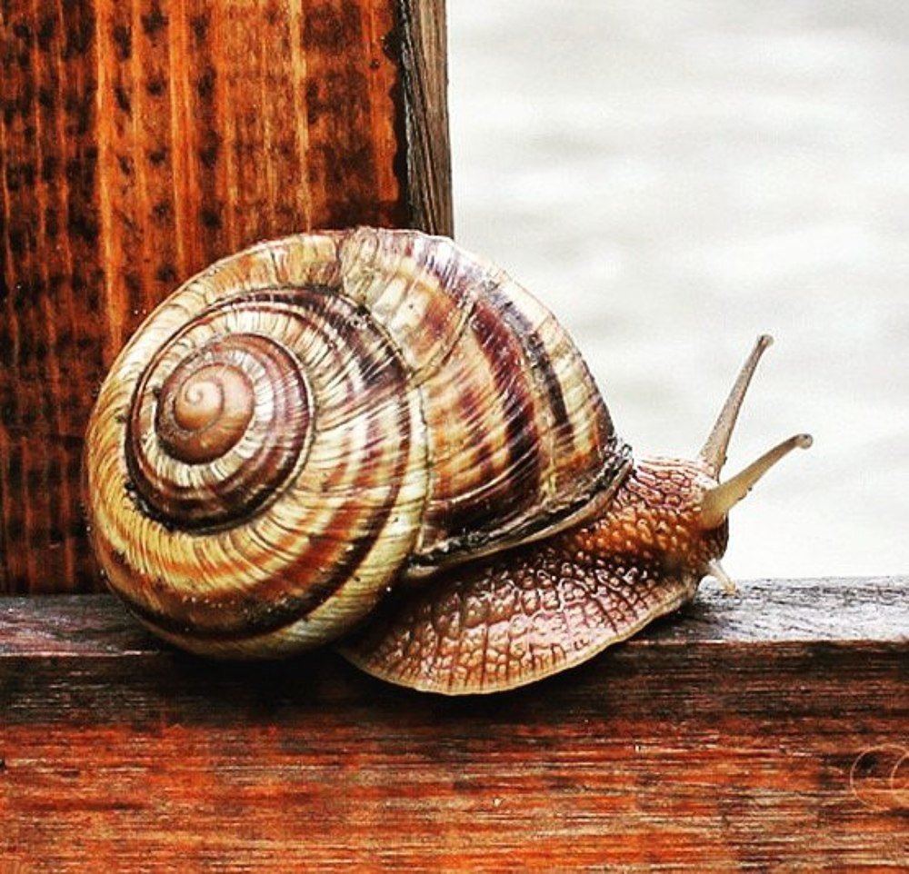 Photograph by Анна Щепочкина