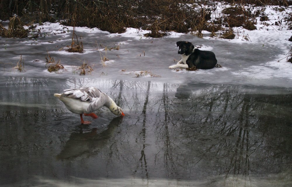 По мотивам сказки Серая шейка