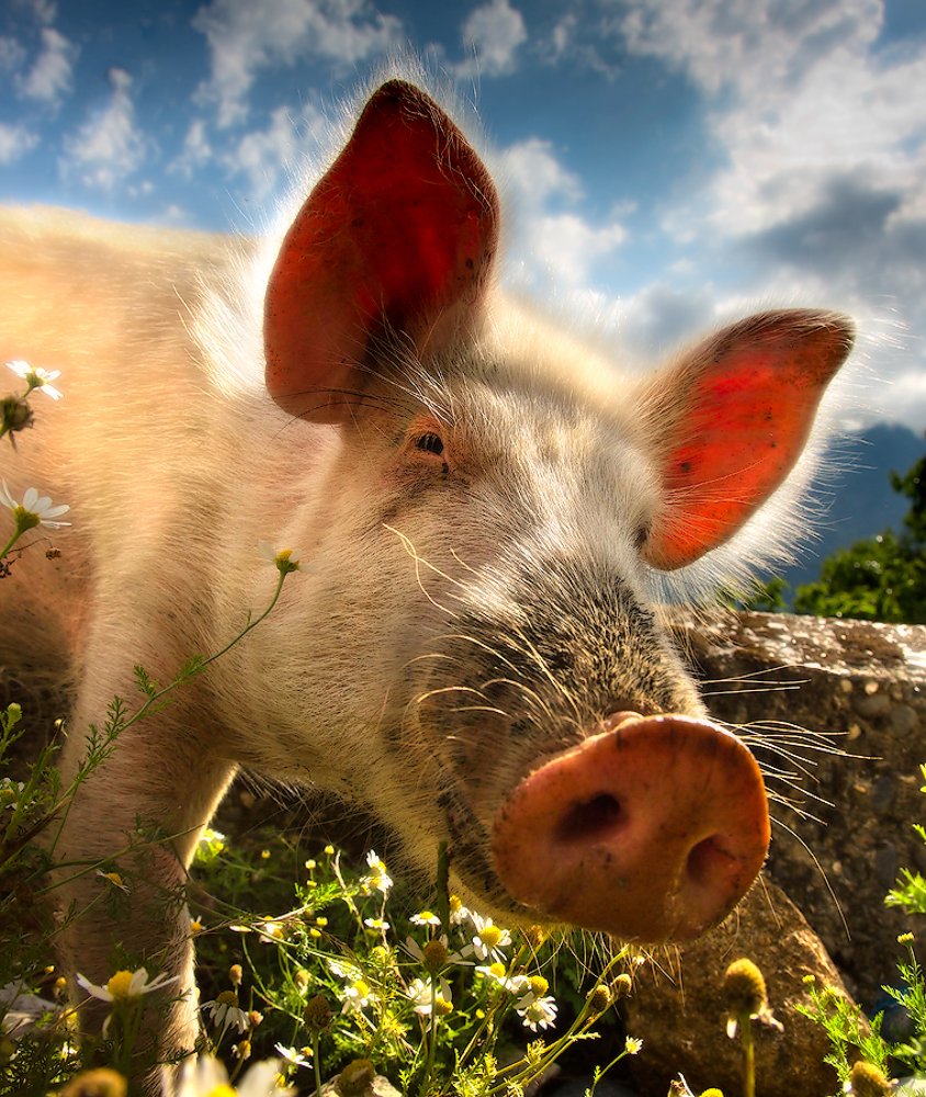 Photograph by Boris Bekelman