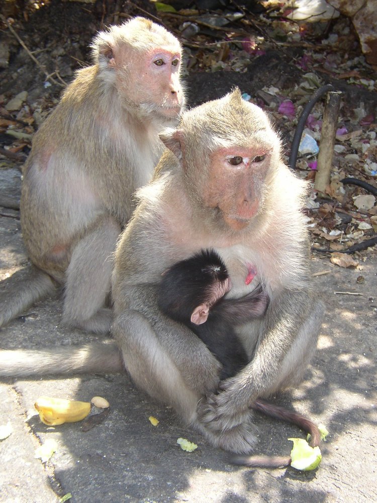 Просто "святое" семейство