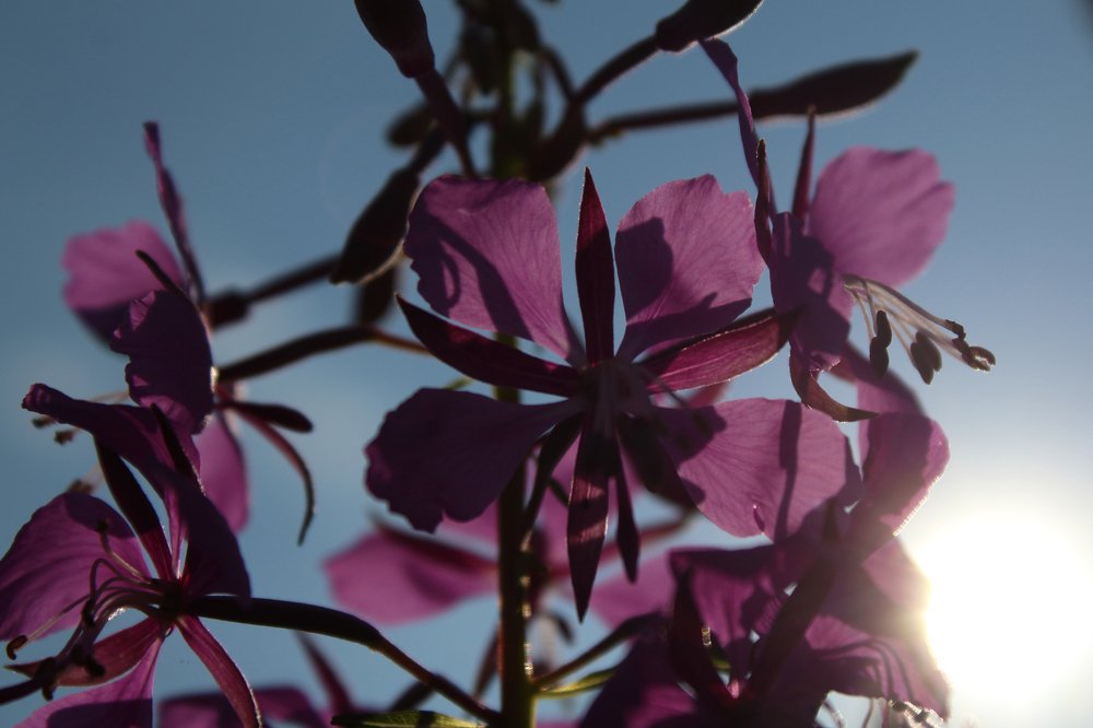 Photograph by Эльза Давлеева