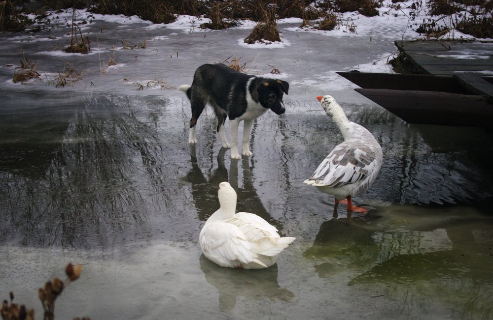 Щас ущипну...