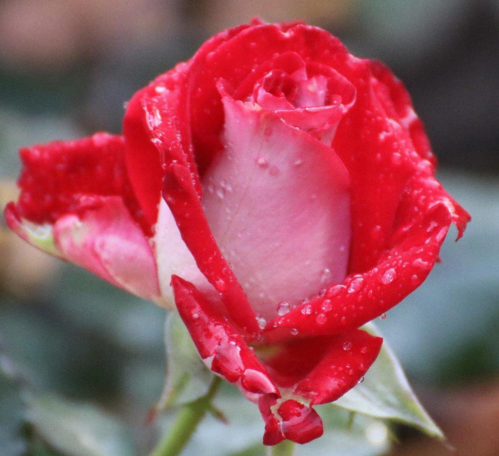 Photograph by Евгения Малафеева