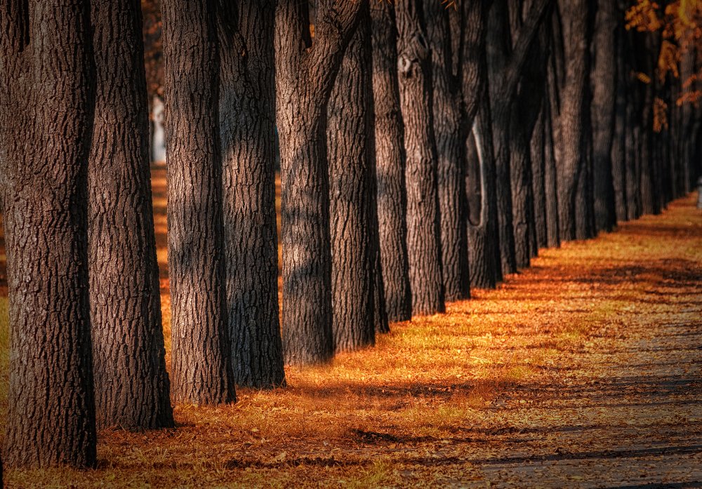 Photograph by Павел Сагайдак