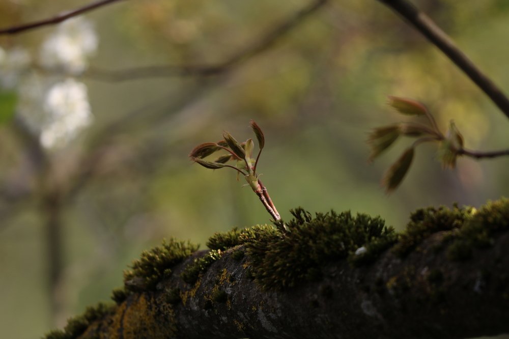 Photograph by Евгений Пакулов