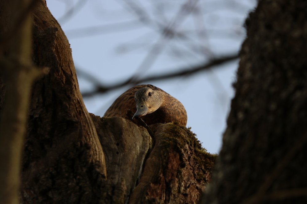 Photograph by Евгений Пакулов