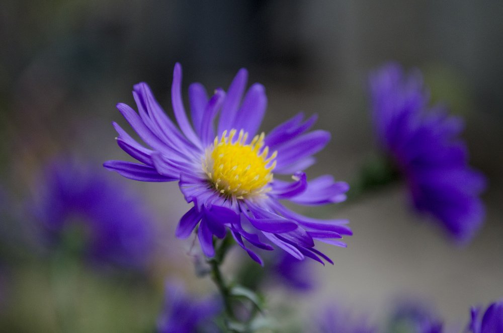 Photograph by Дмитрий