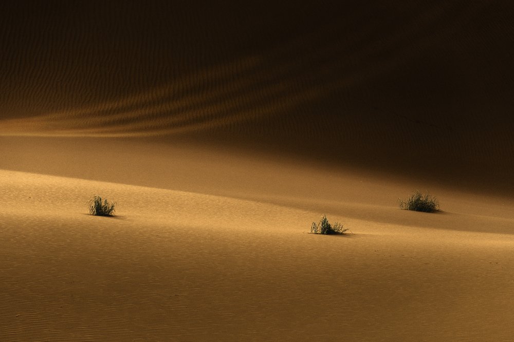 Desert form