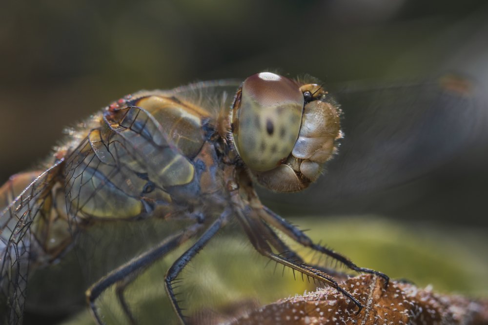 Photograph by Денис Ветренко