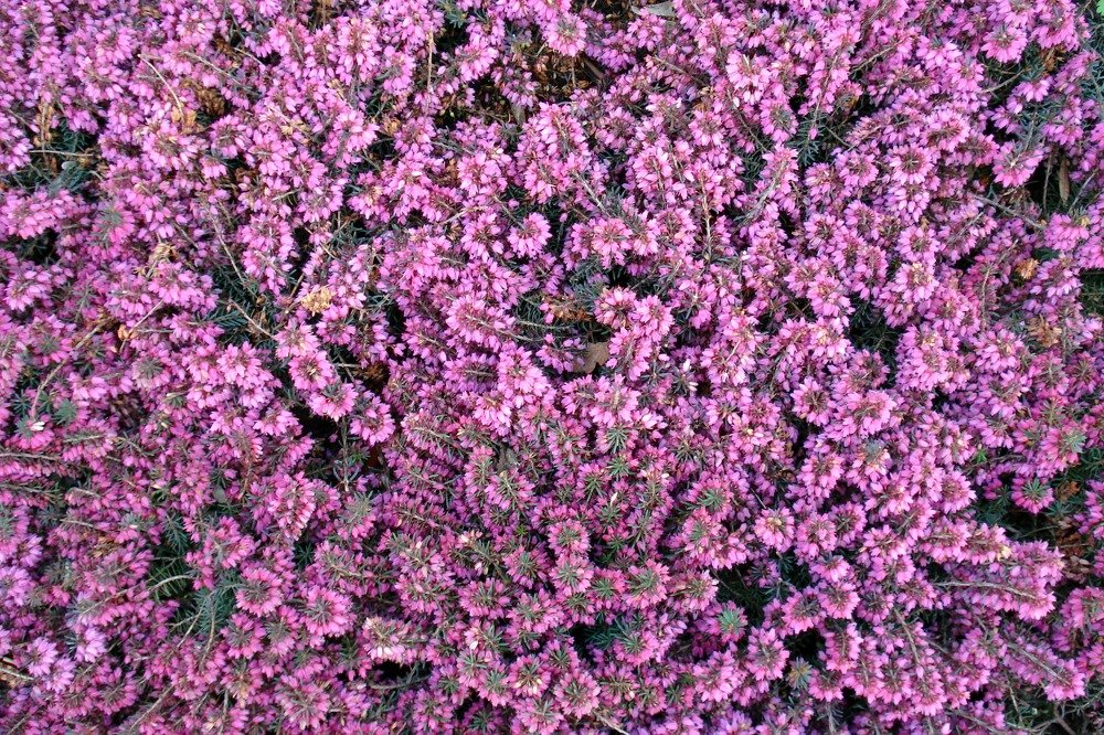 Лиловые цветы.