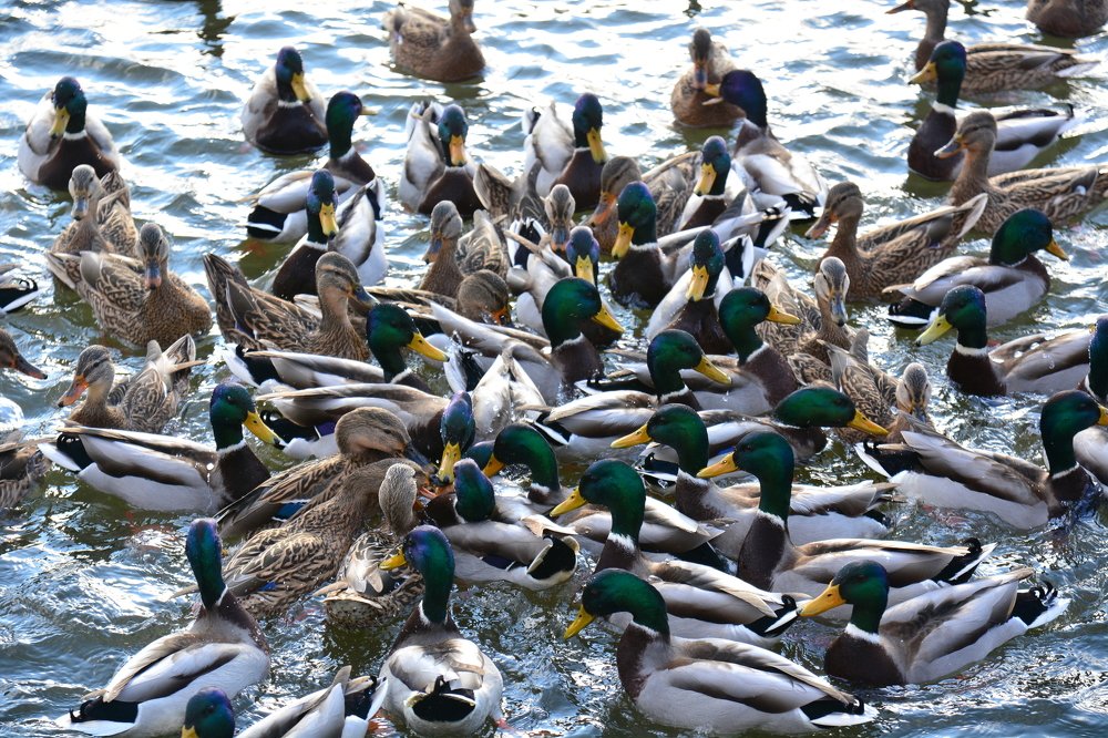 Photograph by Сергей Кривоносов