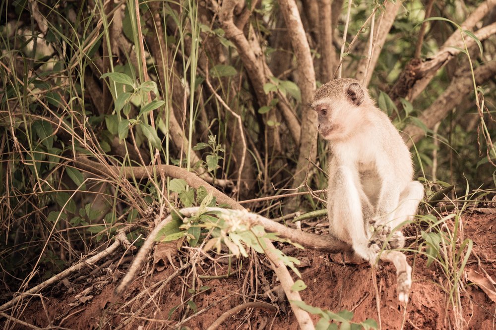 Photograph by Emanuel Rebelo