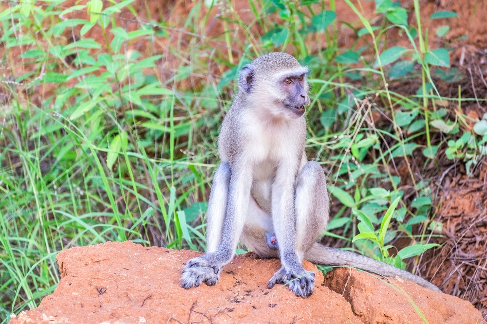 Photograph by Emanuel Rebelo