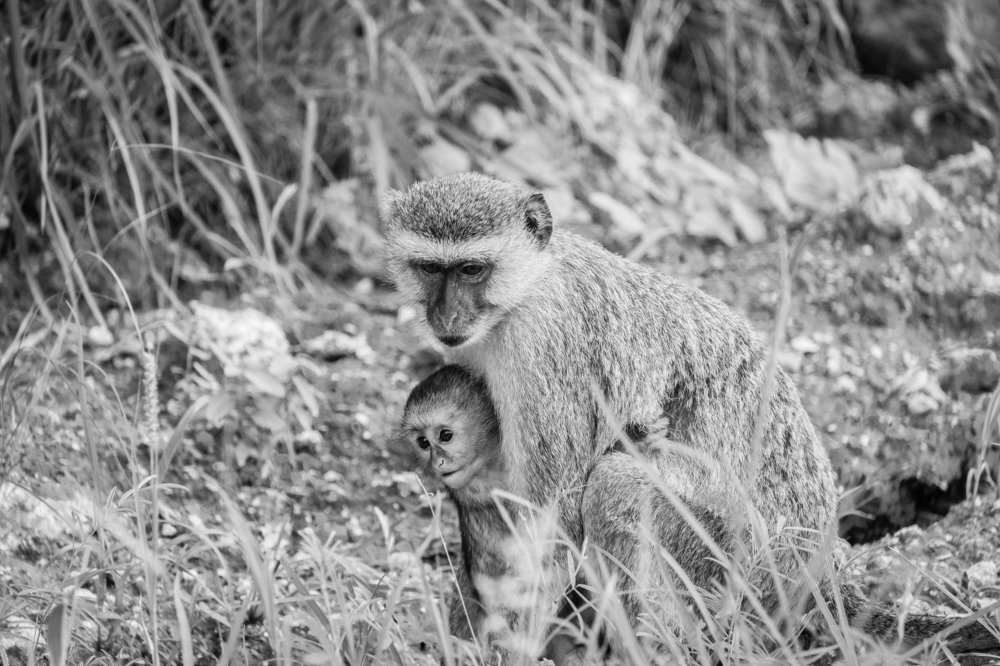 Photograph by Emanuel Rebelo