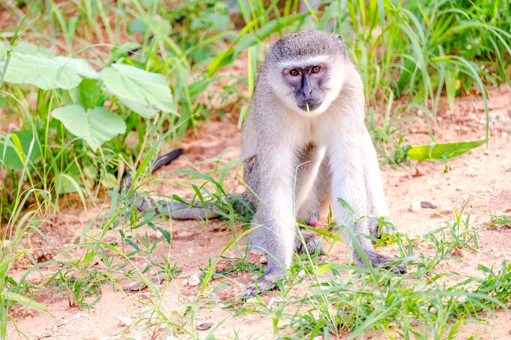 Photograph by Emanuel Rebelo