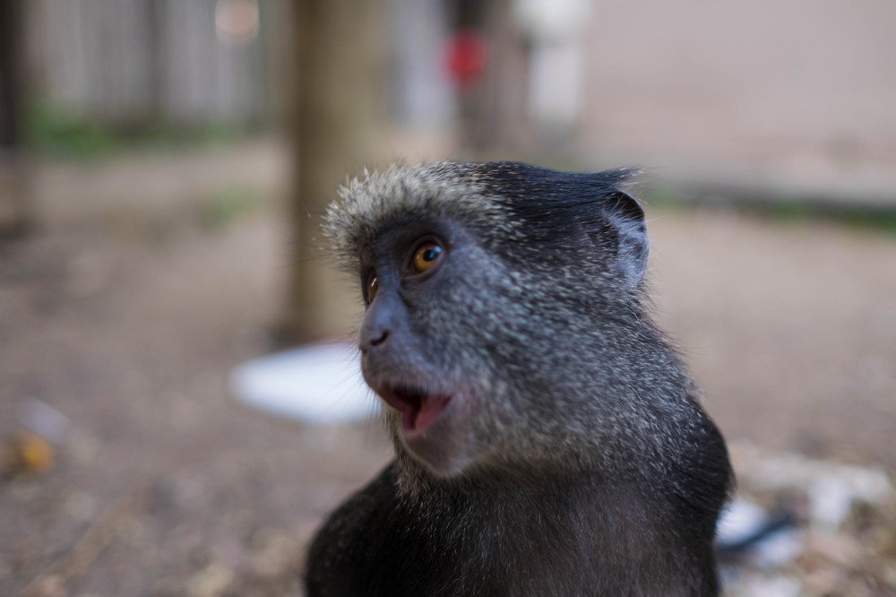 Photograph by Emanuel Rebelo