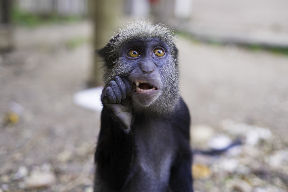 Photograph by Emanuel Rebelo