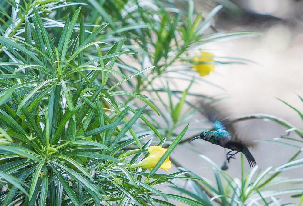 Photograph by Emanuel Rebelo