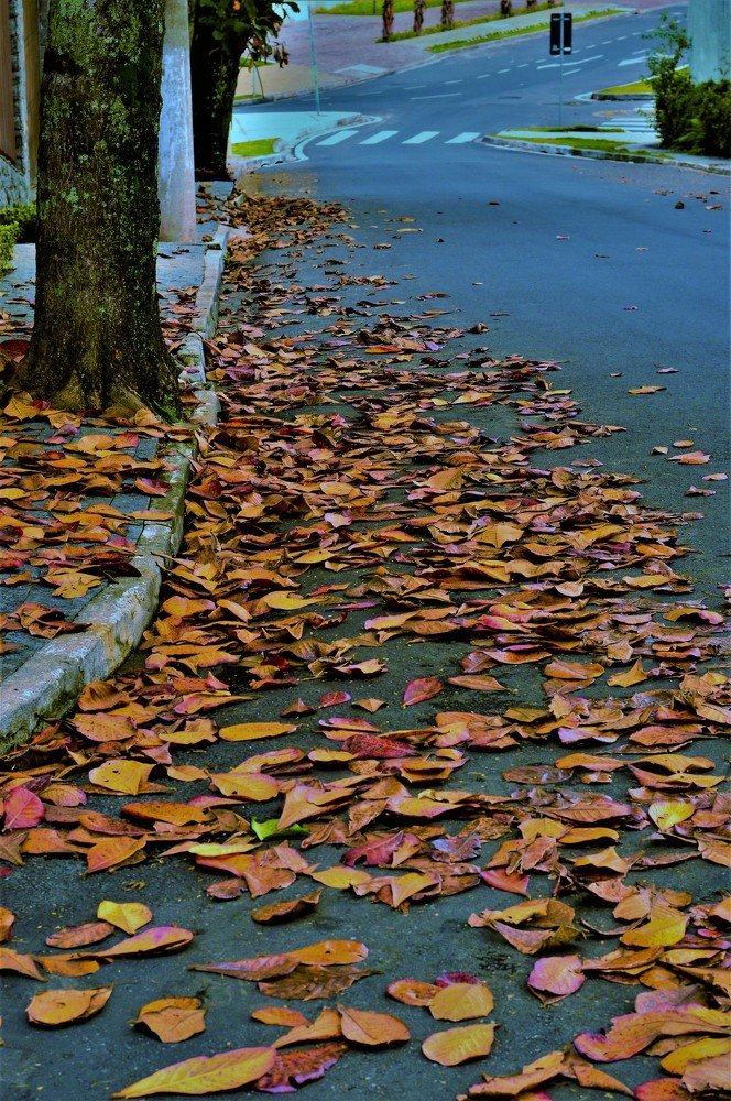 Photograph by Rosângela Verdi